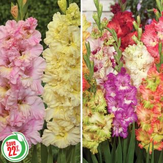 Parrot Gladiolus Collection Thumbnail